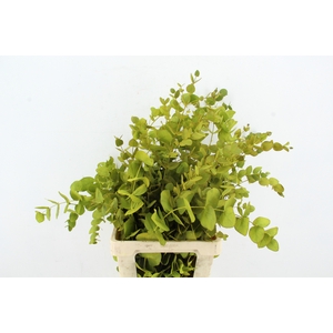 EUC CINEREA WILD YELLOW PER BUNCH