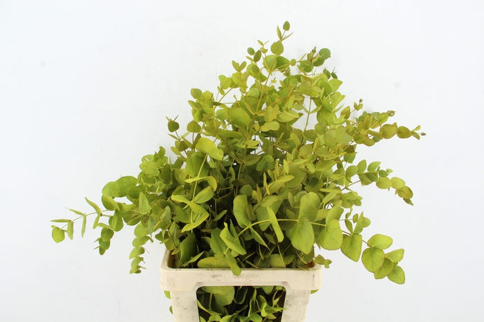 <h4>EUC CINEREA WILD YELLOW PER BUNCH</h4>