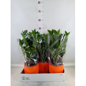 Zamioculcas zamiifolia