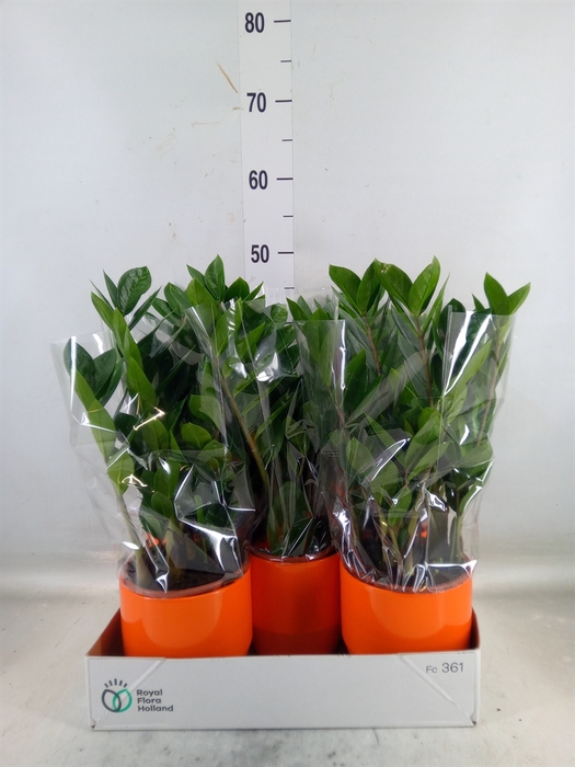 <h4>Zamioculcas zamiifolia</h4>