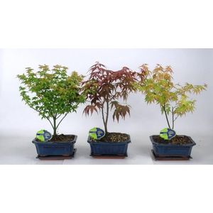 Acer Mix 20 cm, 3 species, with driptray