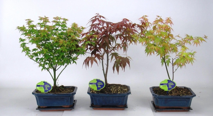 <h4>Acer Mix 20 cm, 3 species, with driptray</h4>