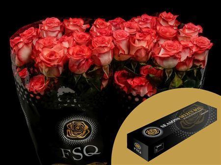 <h4>R Gr Blush Box</h4>