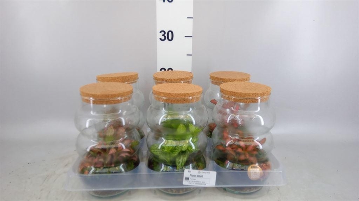 <h4>Arr.   Kamerplant Groen H%</h4>