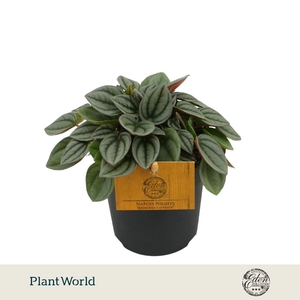 Peperomia Napoli Nights 10,5cm