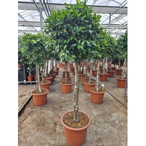 Ficus