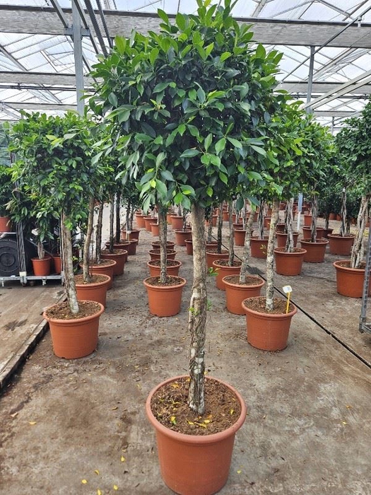 Ficus