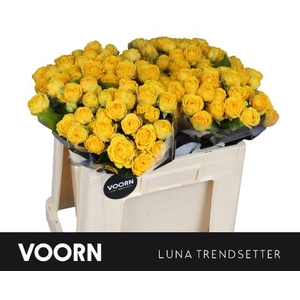 Rosa spray luna trendsetter