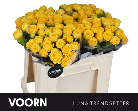 <h4>Rosa spray luna trendsetter</h4>