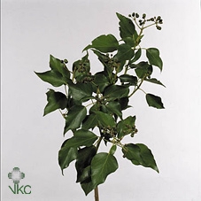 HEDERINA HELIX STEMS
