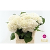 Hydr White Verena Very Nice!!