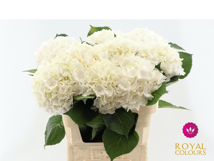 Hydr White Verena Very Nice!!