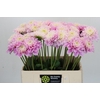 Dahlia Sweet Love