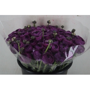 Ran Cloni Ex Nonno Antonio Parmela