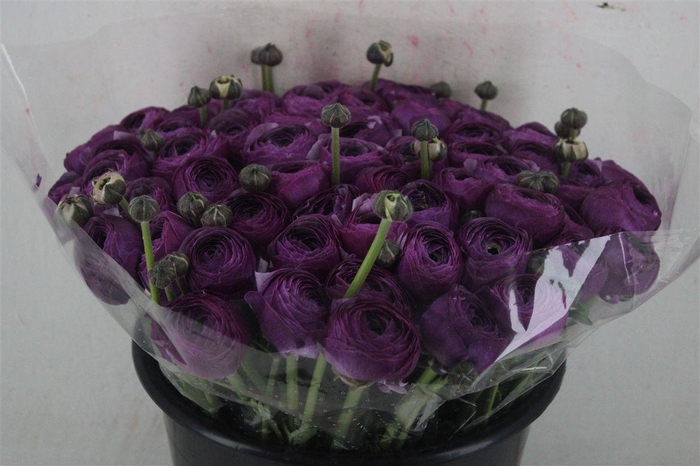 <h4>Ran Cloni Ex Nonno Antonio Parmela</h4>