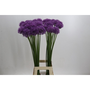 Allium Stratos