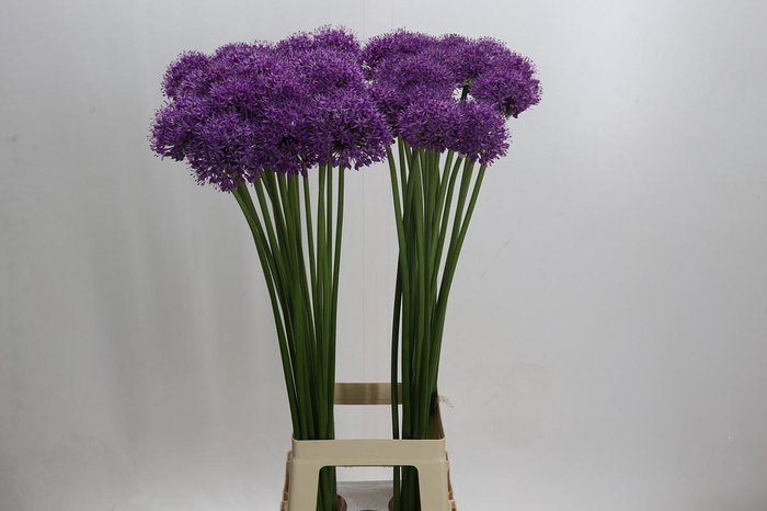 <h4>Allium Stratos</h4>
