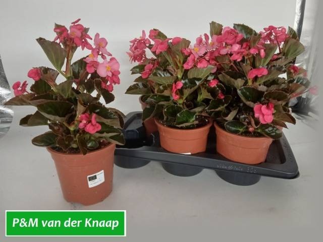 <h4>BEGO BIG ROSE W BR L</h4>
