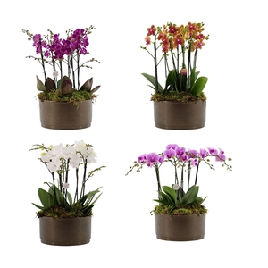 Flower Symphony | 3 x 2 tak FS gemengd in Sarah Bowl