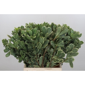 Pittosporum Ilan