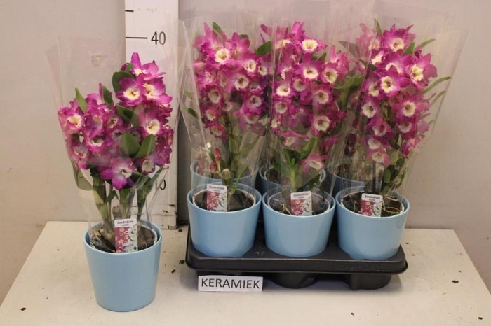 <h4>ARR KAMERPL BLOEI</h4>