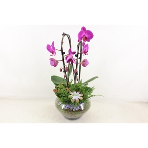 Arr2 Pl - Glas Olay Phal Lila