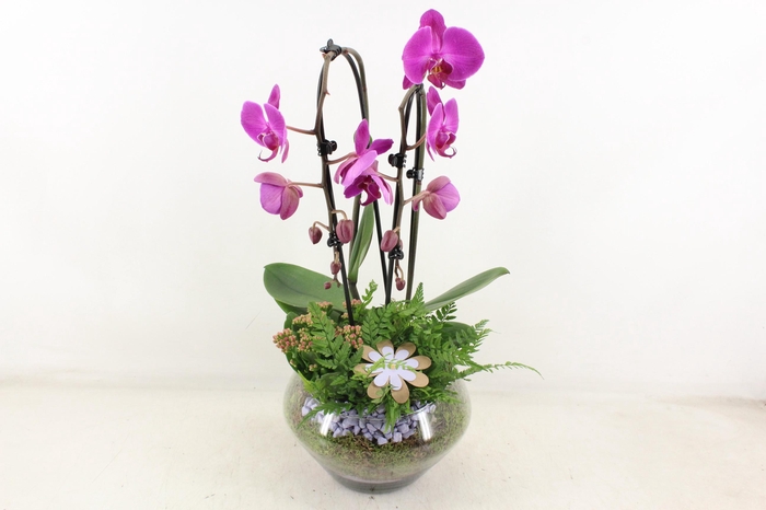 <h4>arr2 PL - Glas Olay phal lila</h4>
