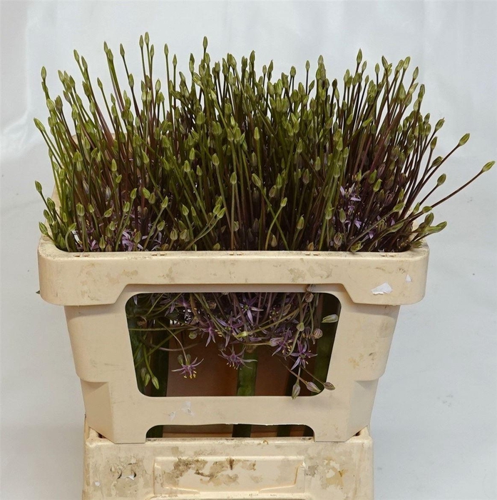 <h4>Allium Schubertii</h4>