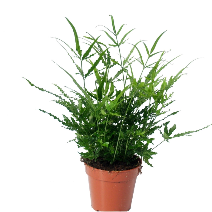 <h4>Pteris Ensiformis 'Evergreen'</h4>