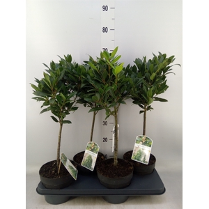 Laurus nobilis