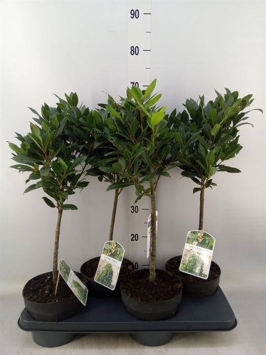 <h4>Laurus nobilis</h4>