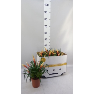Vriesea  'Shannon'