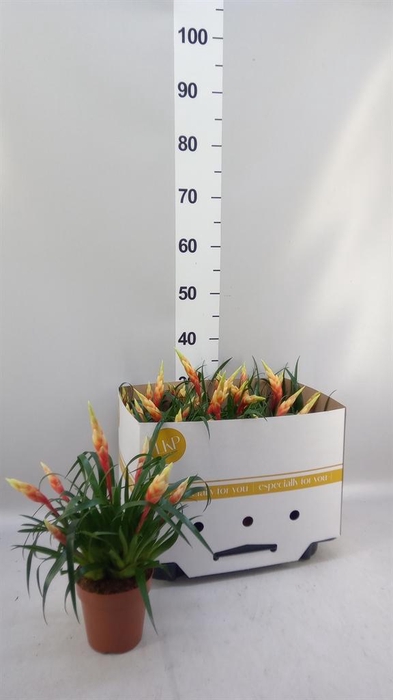 <h4>Vriesea  'Shannon'</h4>