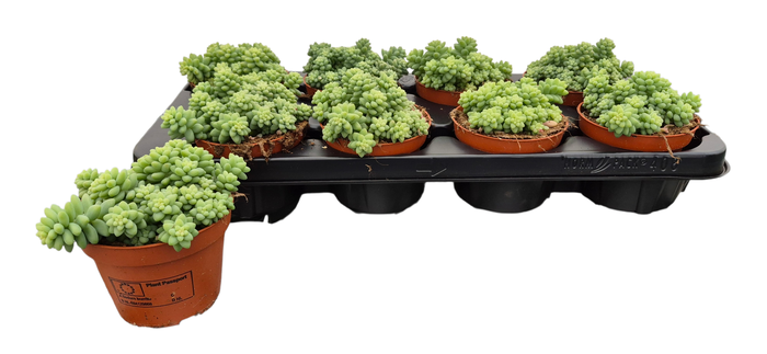 <h4>SEDUM BURRITO</h4>