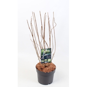 Hydrangea Paniculata 'Little Spooky' 19 cm