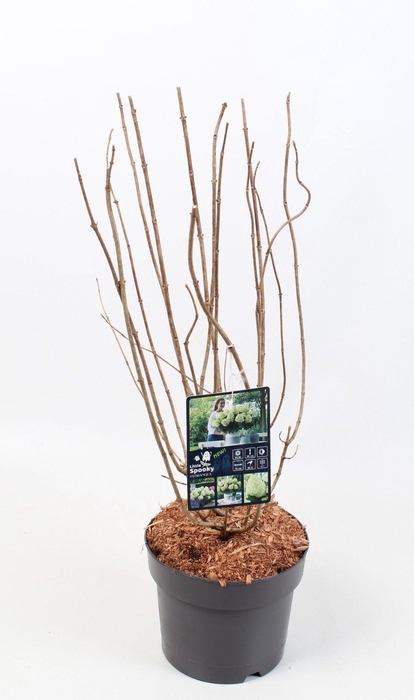 <h4>Hydrangea Paniculata 'Little Spooky' 19 cm</h4>