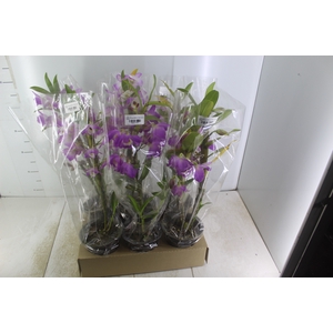 DENDROBIUM NOBILY P15 BICOLOR MIN 10 FLS