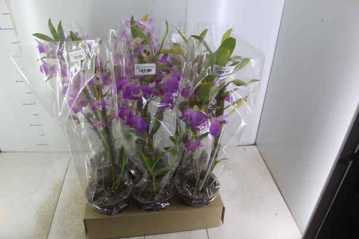 <h4>DENDROBIUM NOBILY P15 BICOLOR MIN 10 FLS</h4>