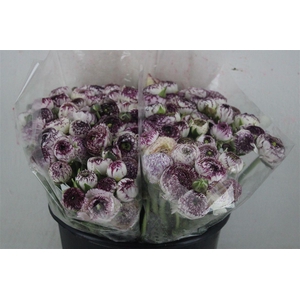 Ran Elegance Cappucino