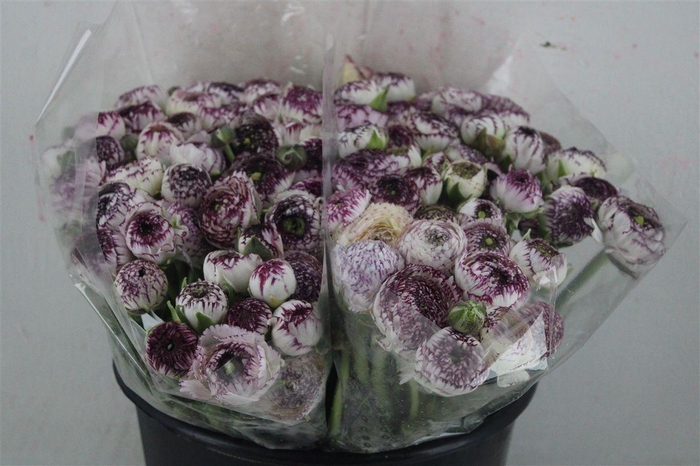 <h4>Ran Elegance Cappucino</h4>