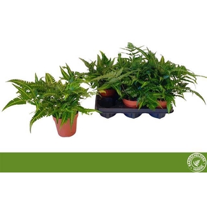 Arachnoides aristata Variegata 12Ø 35cm