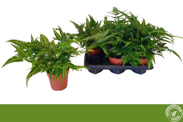 Arachnoides aristata Variegata 12Ø 35cm