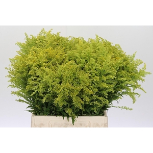 Solidago Tara Gold Buiten