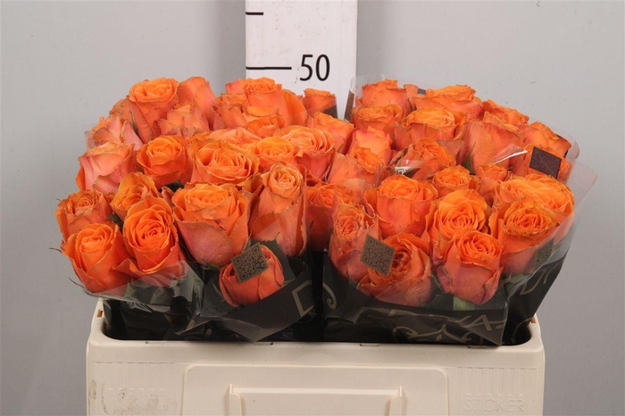 <h4>R Gr Tropic Horizon</h4>