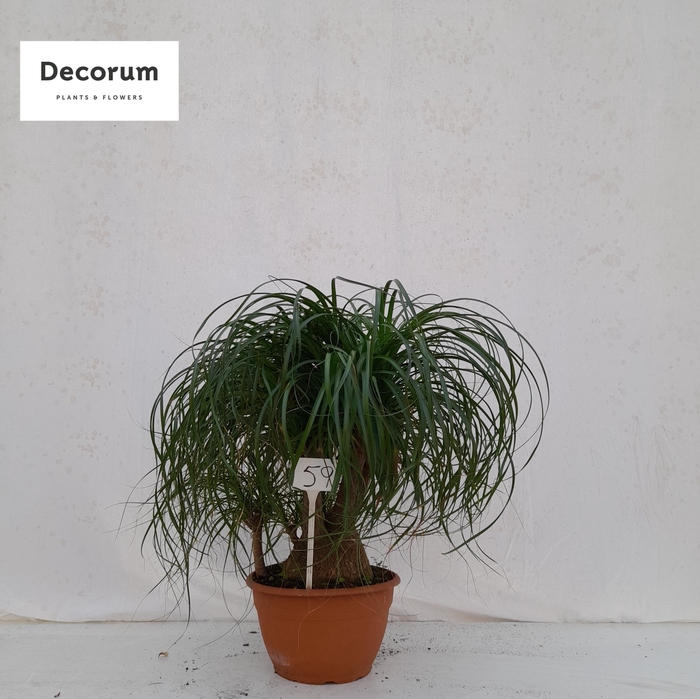 <h4>Beaucarnea vertakt op nummer 59</h4>