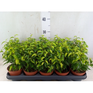Ficus benja. 'Natasja'