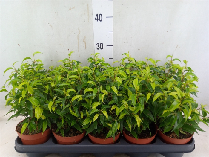 <h4>Ficus benja. 'Natasja'</h4>