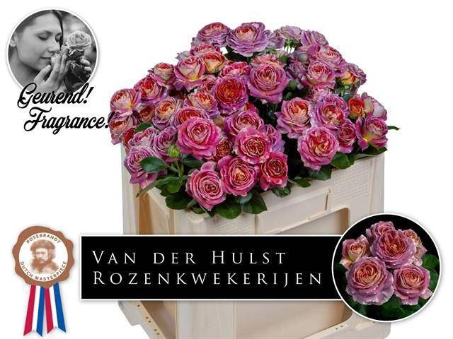 <h4>ROSA TR 'MAGIC STRIKE'</h4>