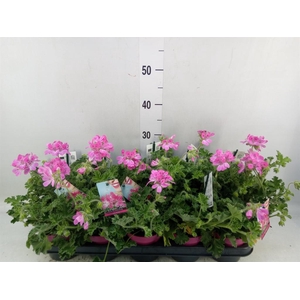 Pelargonium   ...mix smelling