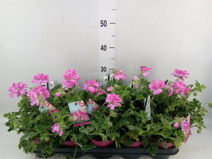 <h4>Pelargonium   ...mix smelling</h4>